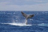 Maui 2010_03082010_621.jpg
