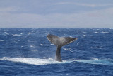 Maui 2010_03082010_623.jpg