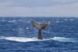 Maui 2010_03082010_624.jpg