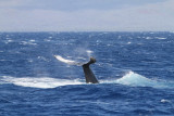 Maui 2010_03082010_626.jpg