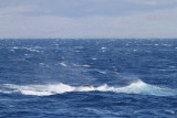 Maui 2010_03082010_628.jpg