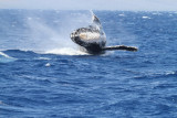 Maui 2010_03082010_633.jpg