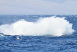 Maui 2010_03082010_636.jpg