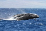 Maui 2010_03082010_644.jpg