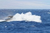 Maui 2010_03082010_646.jpg
