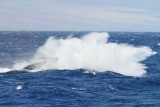 Maui 2010_03082010_647.jpg