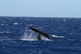 Maui 2010_03082010_655.jpg