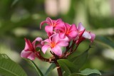 Plumeria