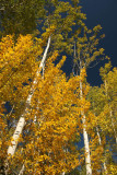 Aspens in Jasper National Park