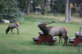 Bull Elk & his harem at the Fairmont Jasper Park Lodge