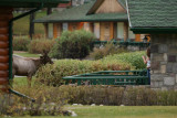 Elk in the Fairmont Jasper Park Lodge
