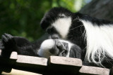 Animal Kingdom