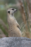Animal Kingdom