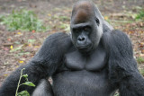 Gorilla (Animal Kingdom)