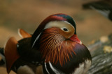 Animal Kingdom