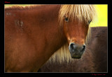 Blond