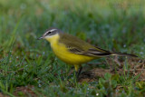 Blue-headed Yellow Wagtail (Motacilla flava ssp flava)