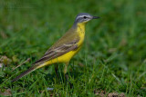 Blue-headed Yellow Wagtail (Motacilla flava ssp flava)