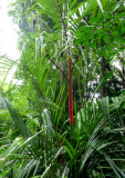 Red Bamboo