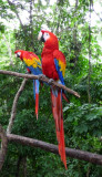 Scarlet Macaws