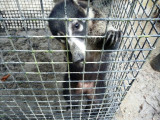 Curious Critter