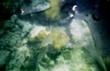 Coral Seen Through Bottom of Clear Kayak