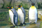 Emperor penguins