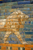 Lion close up