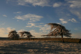 windblown trees