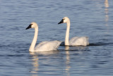 Tundra Swans 3530