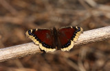 Mourning Cloak 0444