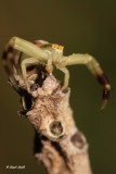Crab Spider-2388
