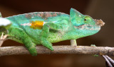 REPTILE - CHAMELEON - CALUMMA PARSONII - PARSON'S CHAMELEON - MANTADIA NATIONAL PARK MADAGASCAR (17).JPG