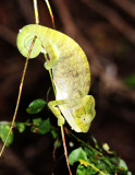 REPTILE - CHAMELEON - FURCIFER PARDALIS - PANTHER CHAMELEON - ANKARANA NATIONAL PARK MADAGASCAR (5).JPG