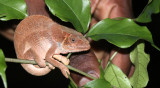 REPTILE - CHAMELEON - FURCIFER PARDALIS - PANTHER CHAMELEON - MONTAGNE D'AMBRE NATIONAL PARK MADAGASCAR (5).JPG