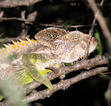 REPTILE - CHAMELEON - FURCIFER VERRUCOSUS - MADAGASCAR WARTY CHAMELEON - BERENTY RESERVE MADAGASCAR (7).JPG