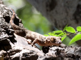REPTILE - GECKO - BLAESODACTYLUS BOIVINI - MADAGASCAR VELVET GECKO - ANKARANA NATIONAL PARK MADAGASCAR (4).JPG