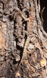 REPTILE - LIZARD - OPLURUS CUVIERI - MADAGASCAR COLLARED IGUANA - KIRINDY NATIONAL PARK - MADAGASCAR (3).JPG