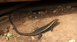 REPTILE - LIZARD - ZONOSAURUS LATICAUDATUS - BROAD-TAILED GIRDLED LIZARD - KIRINDY NATIONAL PARK MADAGASCAR (5).JPG