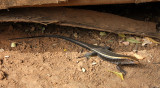 REPTILE - LIZARD - ZONOSAURUS LATICAUDATUS - BROAD-TAILED GIRDLED LIZARD - KIRINDY NATIONAL PARK MADAGASCAR.JPG