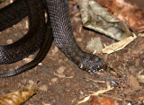 REPTILE - _R (22).JPG
