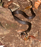 REPTILE - _AR (8).JPG