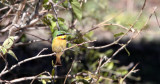 BIRD - BEE-EATER - LITTLE BEE-EATER - CHOBE NATIONAL PARK BOTSWANA (5).JPG
