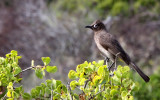 BIRD - BULBUL - CAPE BULBUL - PYCNONOTUS CAPENSIS - ELAND'S BAY SOUTH AFRICA (3).JPG