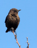 BIRD - CHAT - SOTHERN ANTEATING CHAT - MYRMECOCICHLA FORMICIVORA - ETOSHA NATIONAL PARK NAMIBIA (4).JPG