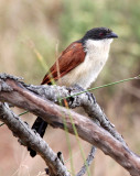 BIRD - COUCAL - BURCHELL'S COUCAL - CENTROPUS BURCHELLI - SAINT LUCIA NATURE RESERVES SOUTH AFRICA (5).JPG