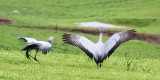 BIRD - CRANE - BLUE CRANE - GARDEN ROUTE SOUTH AFRICA (64).JPG