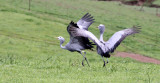 BIRD - CRANE - BLUE CRANE - GARDEN ROUTE SOUTH AFRICA (73).JPG