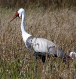 BIRD - CRANE - WATTLED CRANE - GRUS CARUNCULATUS - KHWAI CAMP OKAVANGO BOTSWANA (6).JPG
