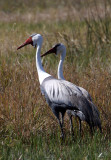 BIRD - CRANE - WATTLED CRANE - KHWAI CAMP OKAVANGO BOTSWANA (10).JPG